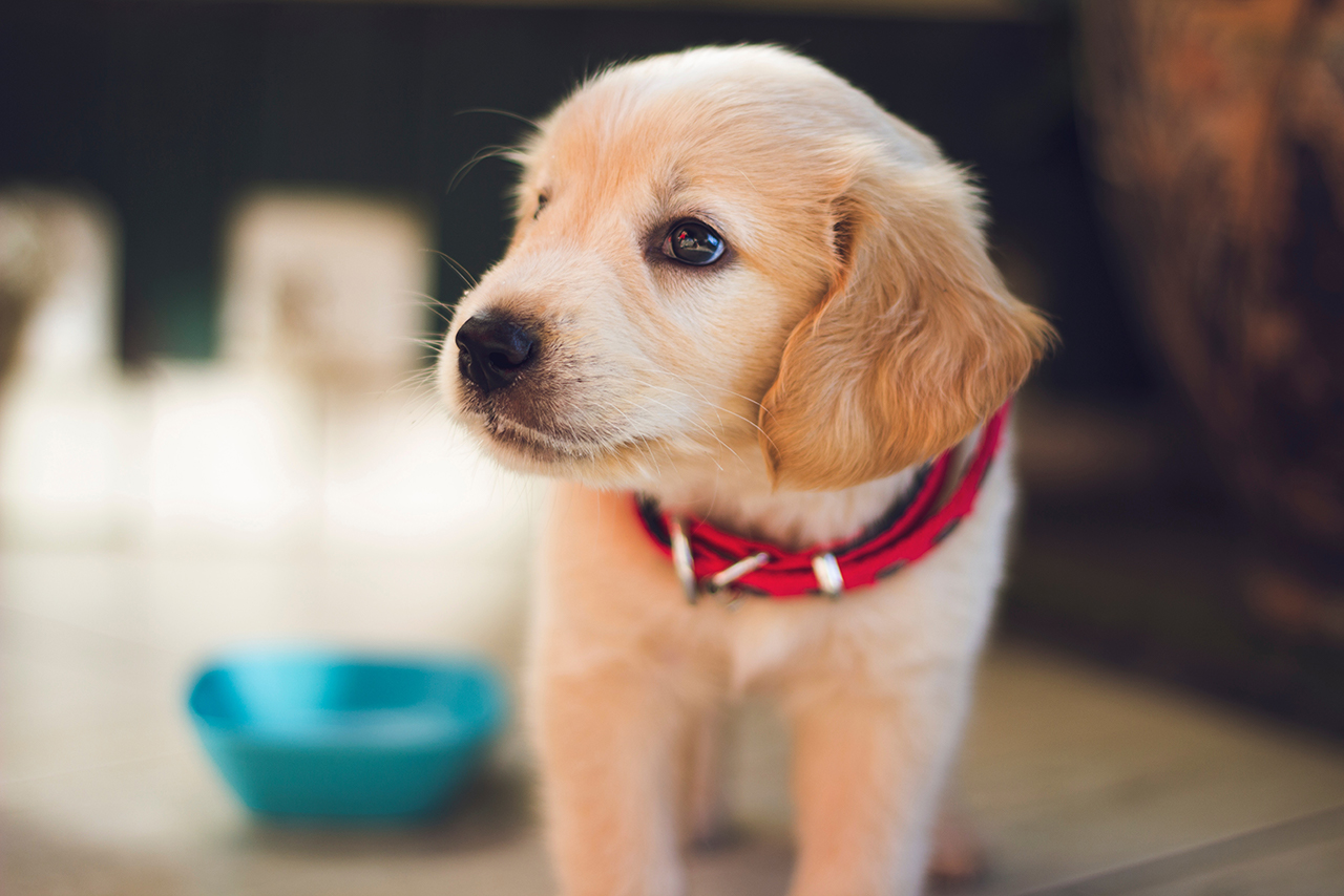 子犬のレトリーバー