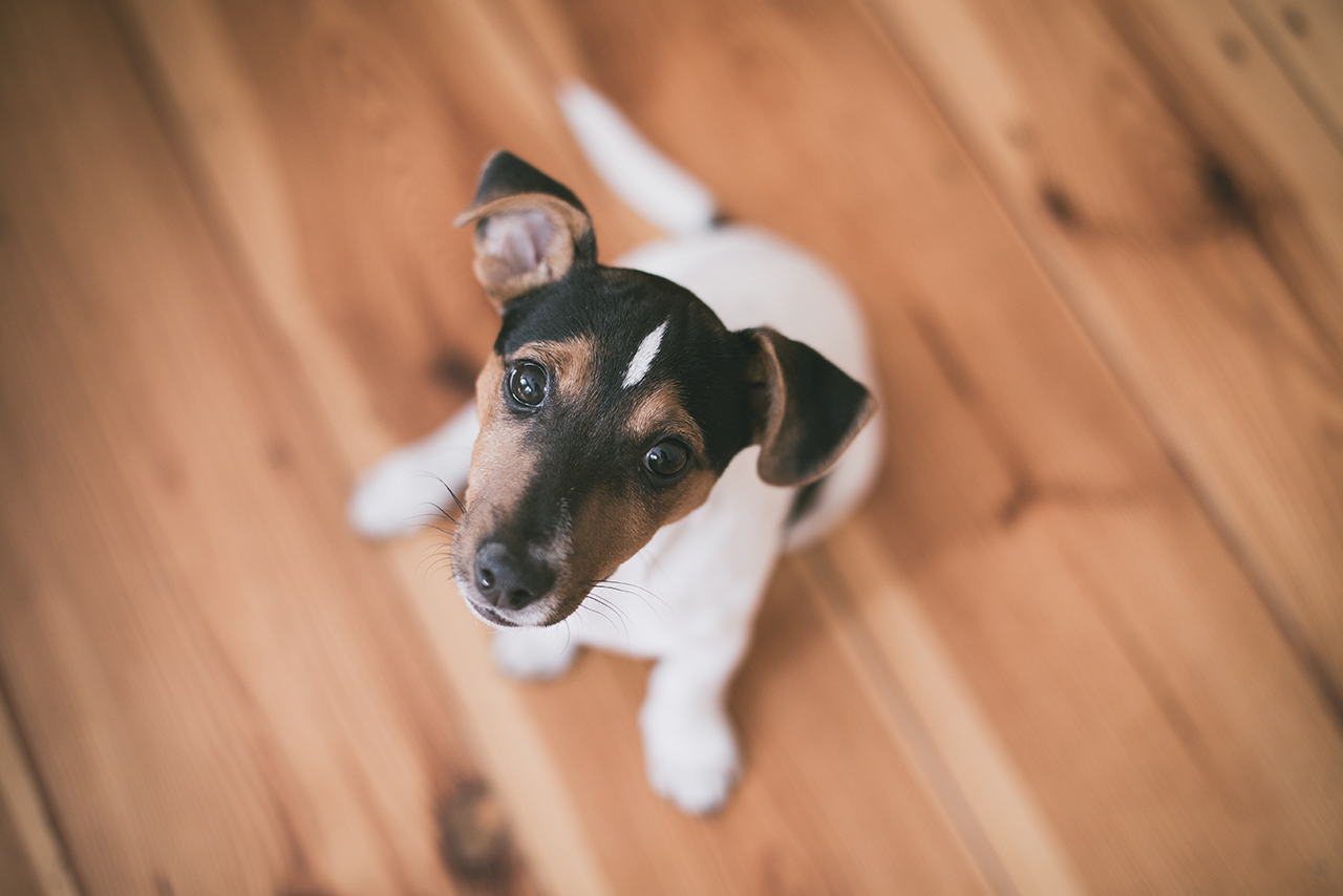 上を向く犬